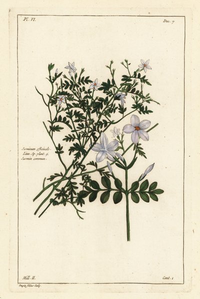 Jaśmin zwyczajny, Jasminum officinale, Linn autorstwa the Younger Dupin