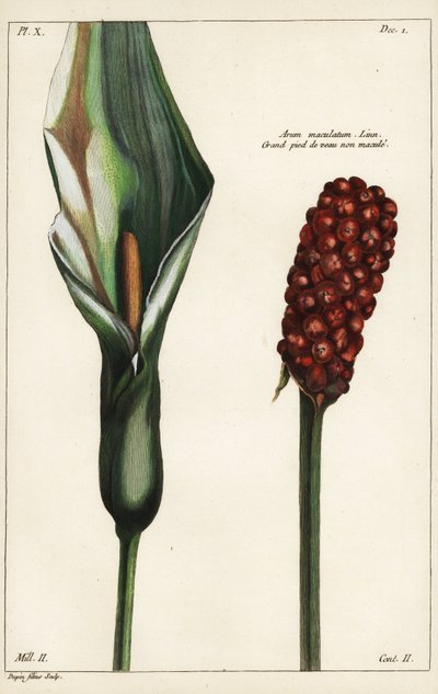 Kukułka lub dziki arum, kwiaty i owoce, Arum maculatum, Linn autorstwa the Younger Dupin