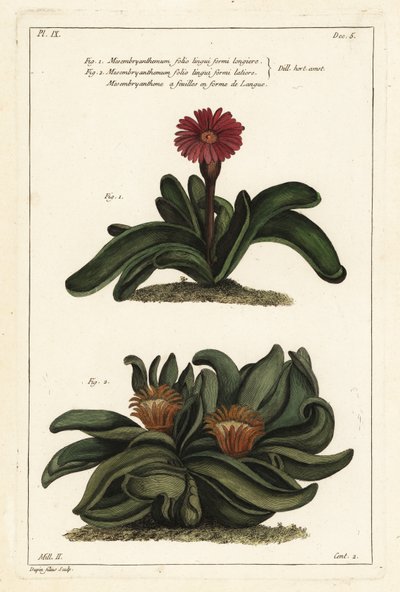 Roślina Elkhorn, Rhombophyllum dolabriforme (nagietek figowy topornolistny, Mesembryanthemum dolabriforme) autorstwa the Younger Dupin
