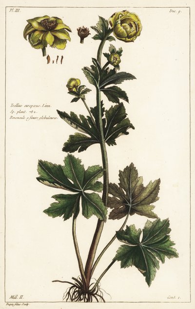 Globeflower, Trollius europaeus, Linn autorstwa the Younger Dupin