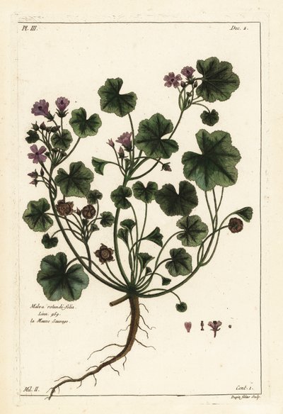 Ślaz niski lub okrągłolistny, Malva pusilla autorstwa the Younger Dupin