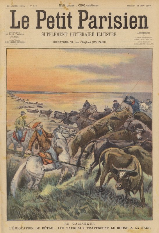 Wędrówki zwierząt gospodarskich w Camargue: stado byków płynących przez Rodan (kolor lito) autorstwa (after) Carrey