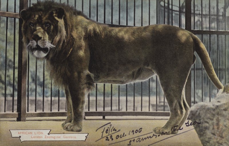 Lew afrykański, londyńskie ogrody zoologiczne (zdjęcie kolorowe) autorstwa (after) English photographer