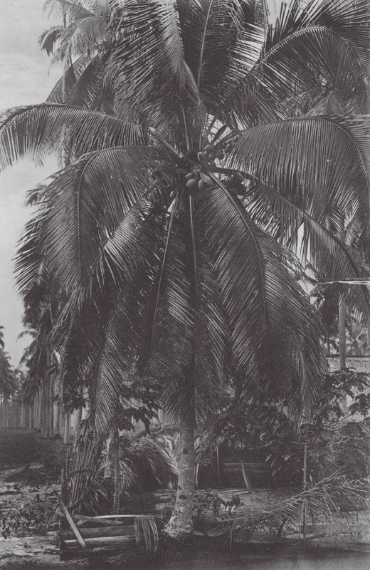 Singapur: Drzewo kokosowe (zdjęcie czarno-białe) autorstwa (after) English photographer