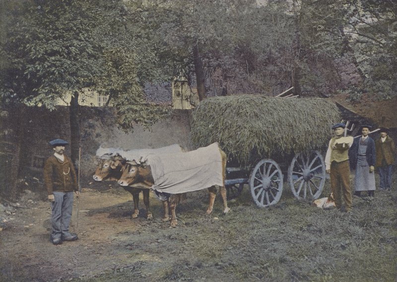 Attelage Bearnais (kolorowe zdjęcie) autorstwa (after) French Photographer