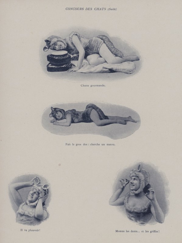 Konkurs kotów (zdjęcie czarno-białe) autorstwa (after) French Photographer