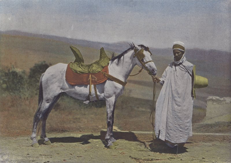 Koń Arabski (kolorowe zdjęcie) autorstwa (after) French Photographer