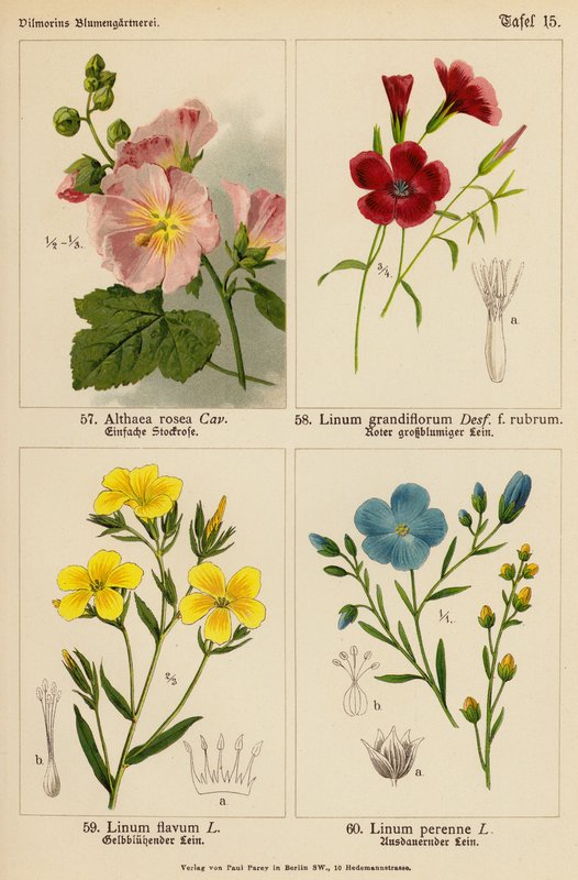 Althaea Rosea, Linum Grandiflorum, Linum Flavum, Linum Perenne (litografia barwna) autorstwa (after) German School