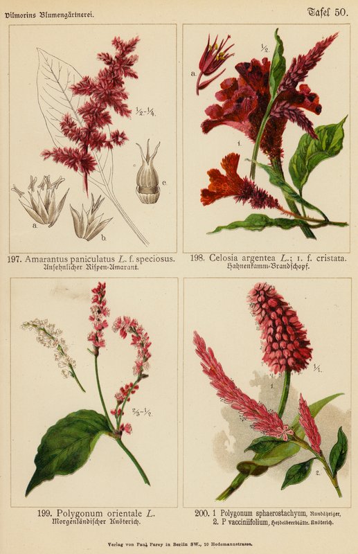 Amarantus Paniculatus, Celosia Argentea, Polygonum Orientale, Polygonum Sphaerostachyum, Polygonum Vacciniifolium (kolorowa litografia) autorstwa (after) German School