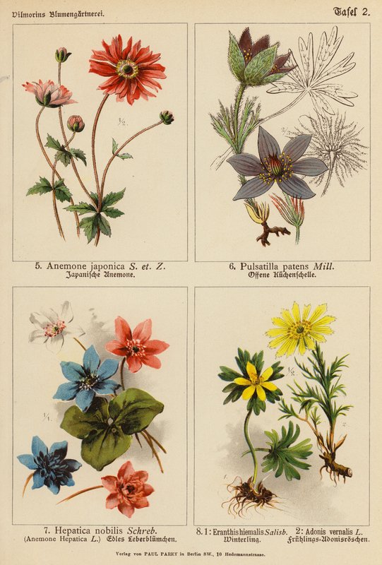 Anemone Japonica, Pulsatilla Patens, Hepatica Nobilis, Eranthis Hiemalis, Adonis Vernalis (kolorowa litografia) autorstwa (after) German School