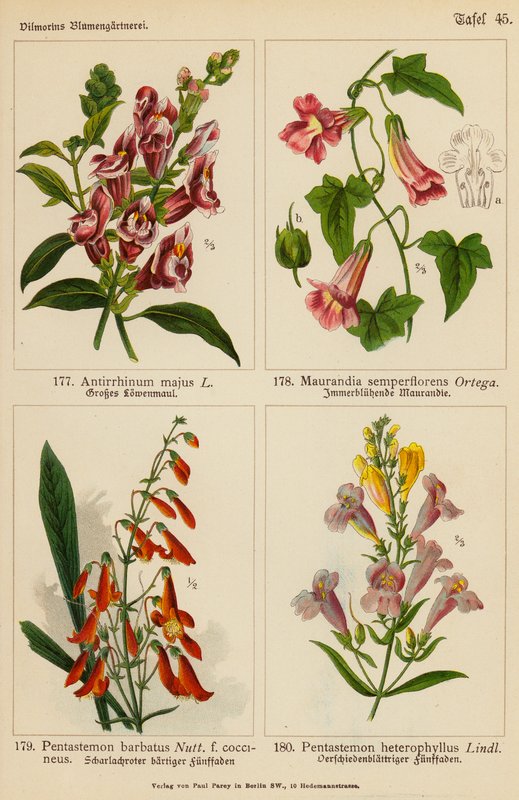 Antirrhinum Majus, Maurandia Semperflorens, Pentastemon Barbatus, Pentastemon Heterophyllus (kolorowa litografia) autorstwa (after) German School