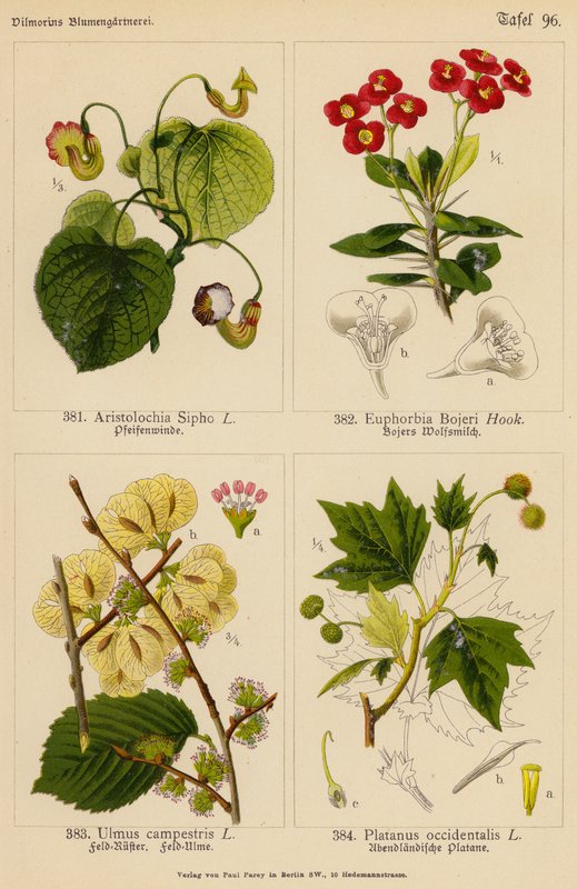 Aristolochia Sipho, Euphorbia Bojeri, Ulmus Campestris, Platanus Occidentalis (kolor lito) autorstwa (after) German School