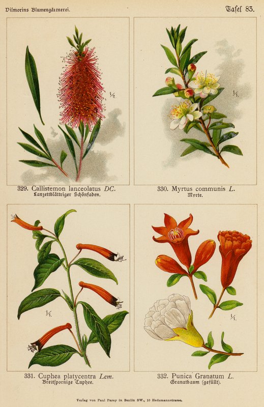 Callistemon Lanceolatus, Myrtus Communis, Cuphea Platycentra, Punica Granatum (kolor lito) autorstwa (after) German School