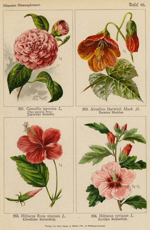 Camellia Japonica, Abutilon Darwinii, Hibiscus Rosa Sinensis, Hibiscus Syriacus (kolorowa litografia) autorstwa (after) German School