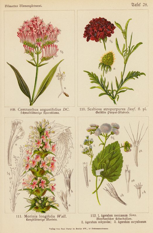 Centranthus Angustifolius, Scabiosa Atropurpurea, Morinia Longifolia, Ageratum Mexicanum, Ageratum Conyzodes, Ageratum Corymbosum (kolor lito) autorstwa (after) German School