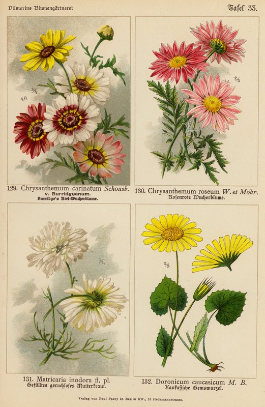 Chrysanthemum Carinatum, Chrysanthemum Roseum, Matricaria Inodora, Doronicum Caucasicum (kolor lito) autorstwa (after) German School