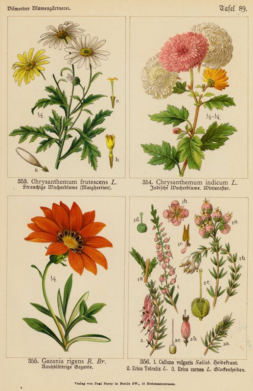 Chrysanthemum Frutescens, Chrysanthemum Indicum, Gazania Rigens, Calluna Vulgaris, Erica Tetralix, Erica Carnea (kolorowa litografia) autorstwa (after) German School