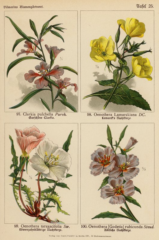 Clarkia Pulchella, Oenothera Lamarckiana, Oenothera Taraxacifolia, Oenothera (Godetia) Rubicunda (kolor lito) autorstwa (after) German School