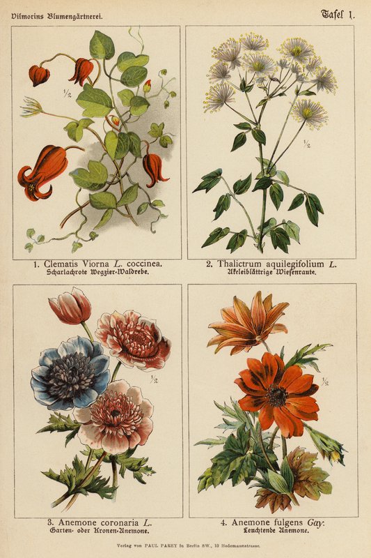 Clematis Viorna, Thalictrum Aquilegifolium, Anemone Coronaria, Anemone Fulgens (kolor lito) autorstwa (after) German School