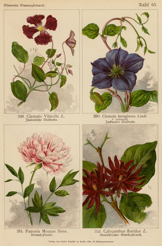 Clematis Viticella, Clematis Lanuginosa, Paeonia Moutan Sims, Calycanthus Floridus (kolorowa litografia) autorstwa (after) German School