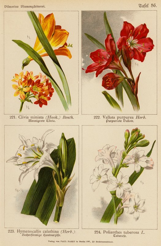 Clivia Miniata, Vallota Purpurea, Hymenocallis Calathina, Polianthes Tuberosa (kolor lito) autorstwa (after) German School