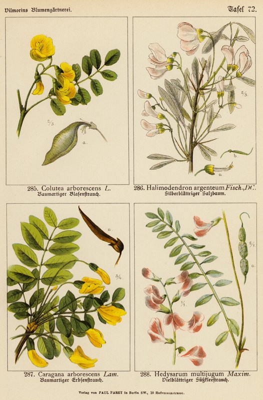 Colutea Arborescens, Halimodendron Argenteum, Caragana Arborescens, Hedysarum Multijugum (kolorowa litografia) autorstwa (after) German School