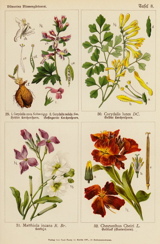 Corydalis cava, Corydalis solida, Corydalis lutea, Matthiola incana, Cheiranthus cheiri (kolor lito) autorstwa (after) German School