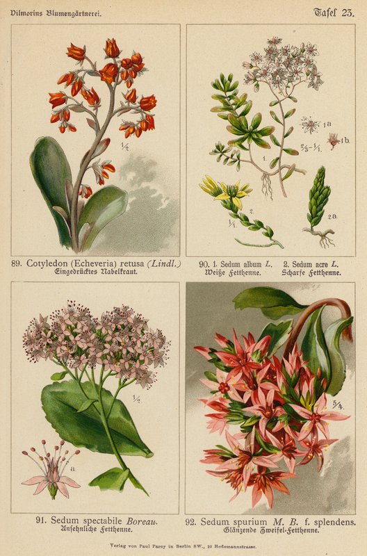 Cotyledon (Echeveria) Retusa, Sedum Album, Sedum Acre, Sedum Spectabile, Sedum Spurium (color litho) autorstwa (after) German School