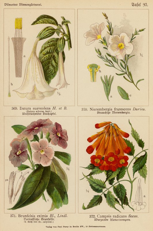 Datura Suaveolens, Nierembergia Frutescens, Brunfelsia Eximia, Campsis Radicans (kolorowa litografia) autorstwa (after) German School
