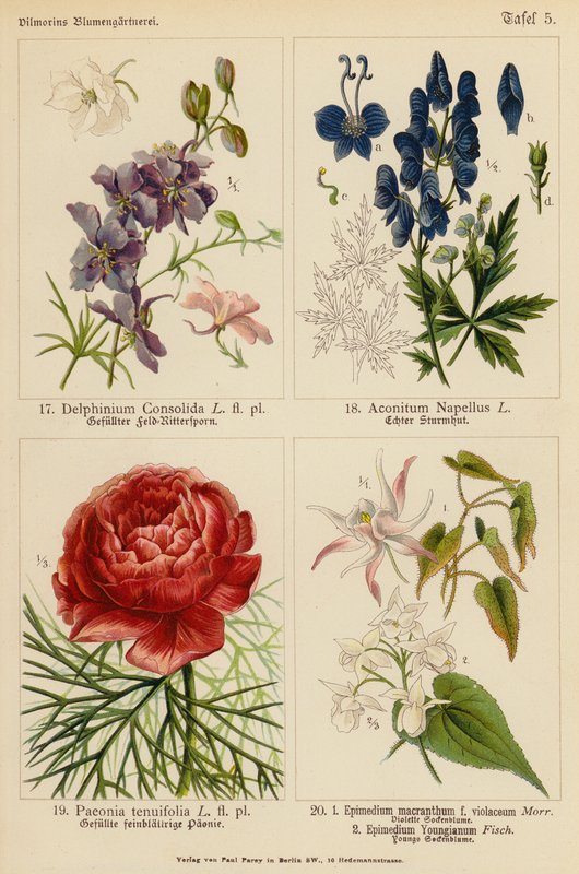 Delphinium Consolida, Aconitum Napellus, Paeonia Tenuifolia, Epimedium Macranthum F Violaceum, Epimedium Youngianum (kolor lito) autorstwa (after) German School