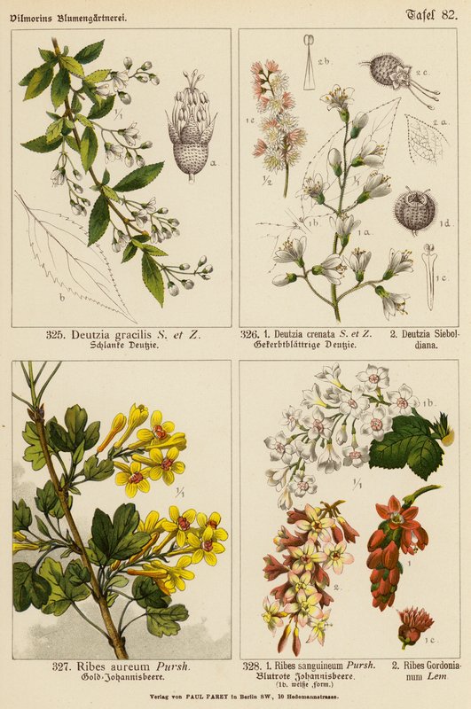 Deutzia Gracilis, Deutzia Crenata, Deutzia Sieboldiana, Ribes Aureum, Ribes Sanguineum, Ribes Gordonianum (kolorowa litografia) autorstwa (after) German School