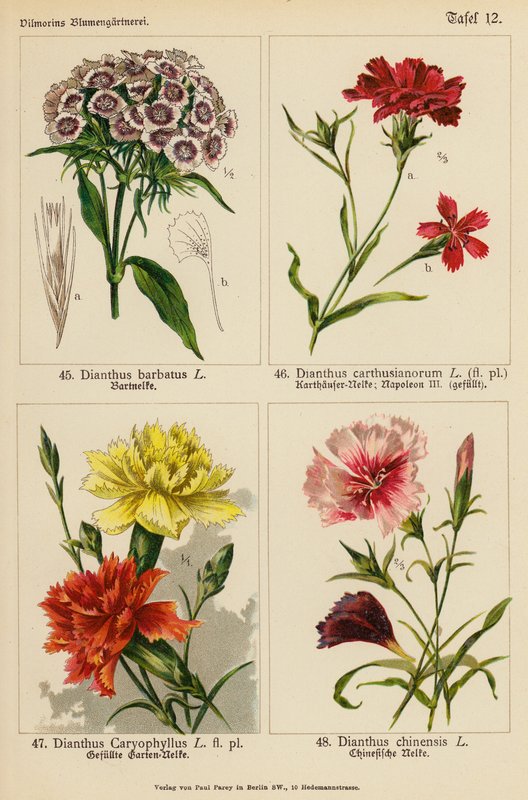 Dianthus Barbatus, Dianthus Carthusianorum, Dianthus Caryophyllus, Dianthus Chinensis (litografia barwna) autorstwa (after) German School
