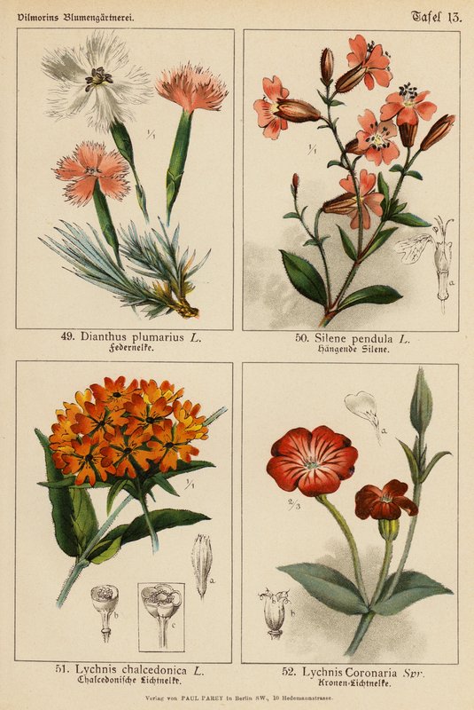 Dianthus Plumarius, Silene Pendula, Lychnis Chalcedonica, Lychnis Coronaria (kolorowa litografia) autorstwa (after) German School