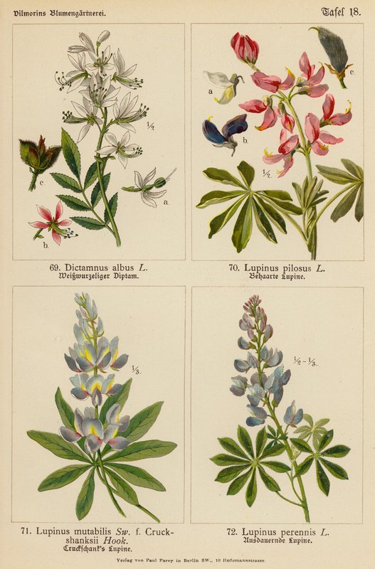 Dictamnus Albus, Lupinus Pilosus, Lupinus Mutabilis, Lupinus Perennis (litografia kolorowa) autorstwa (after) German School
