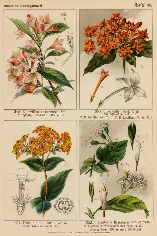 Diervillea Coraeensis, Bouvardia Hybrida, Bouvardia Leiantha, Bouvardia Longiflora, Rondeletia Odorata, Eupatorium Haageanum, Eupatorium Weinmaunianum (kolor lito). autorstwa (after) German School