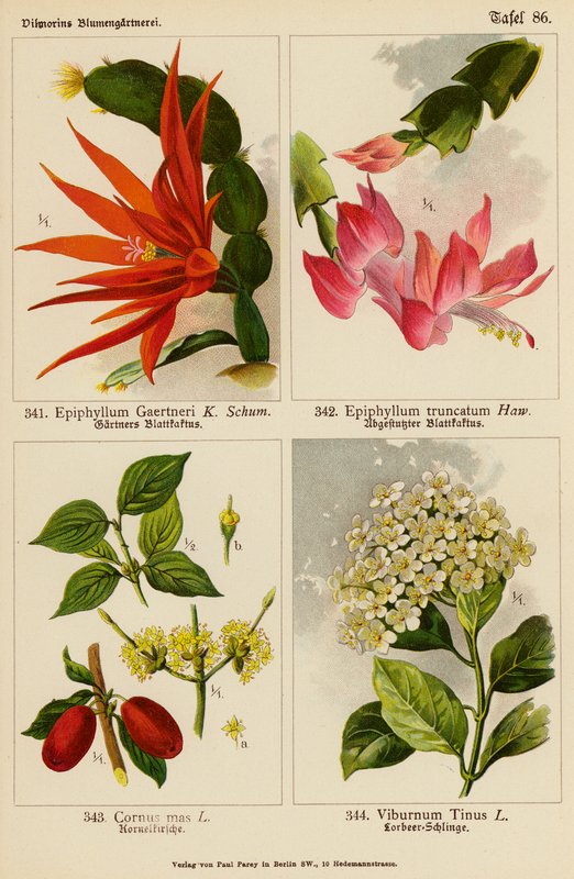 Epiphyllum Gaertneri, Epiphyllum Truncatum, Cornus Mas, Viburnum Tinus (kolorowa litografia) autorstwa (after) German School