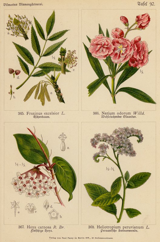 Fraxinus Excelsior, Nerium Odorum, Hoya Carnosa, Heliotropium Peruvianum (kolor lito) autorstwa (after) German School