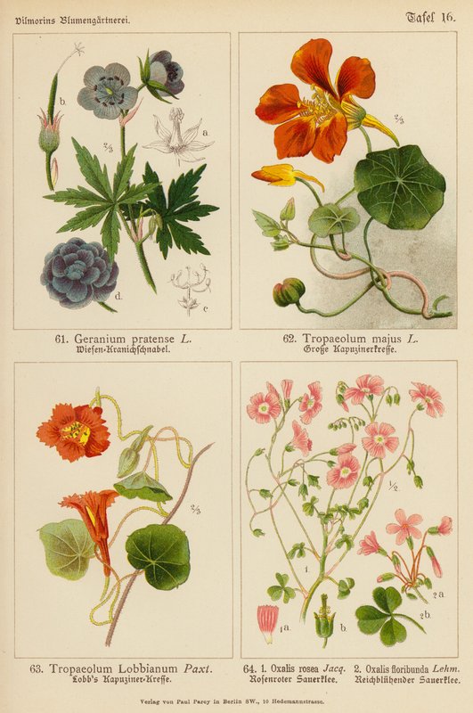 Geranium Pratense, Tropaeolum Majus, Tropaeolum Lobbianum, Oxalis Rosea, Oxalis Floribunda (kolor lito) autorstwa (after) German School
