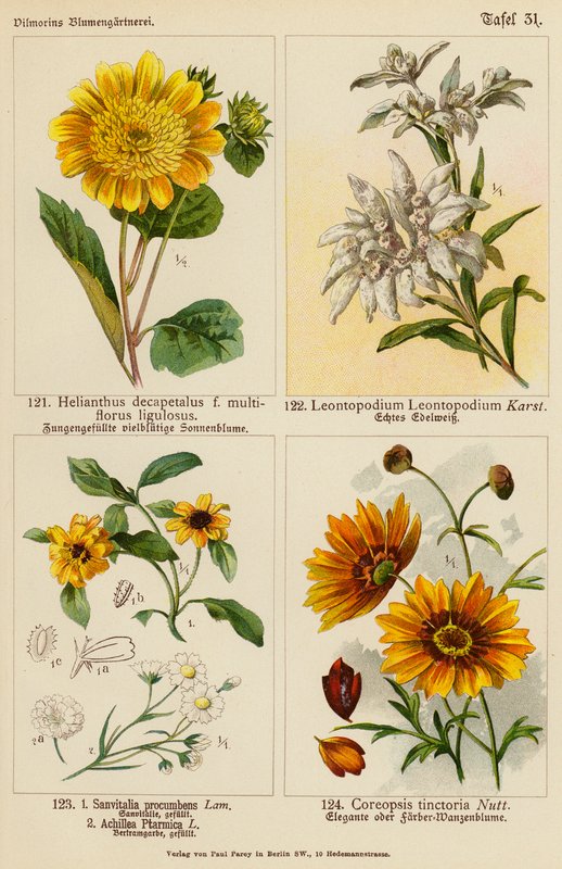 Helianthus Decapetalus, Leontopodium Leontopodium, Sanvitalia Procumbens, Achillea Ptarmica, Coreopsis Tinctoria (kolor lito) autorstwa (after) German School