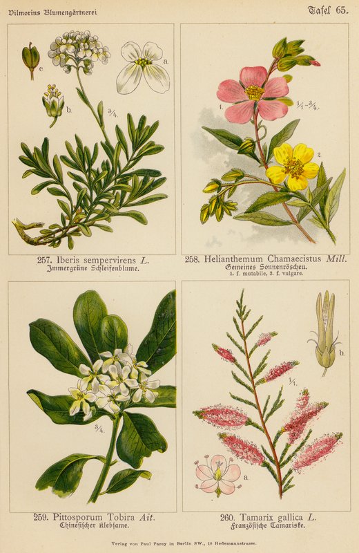 Iberis Sempervirens, Helianthemum Chamaecistus, Pittosporum Tobira, Tamarix Gallica (kolorowa litografia) autorstwa (after) German School