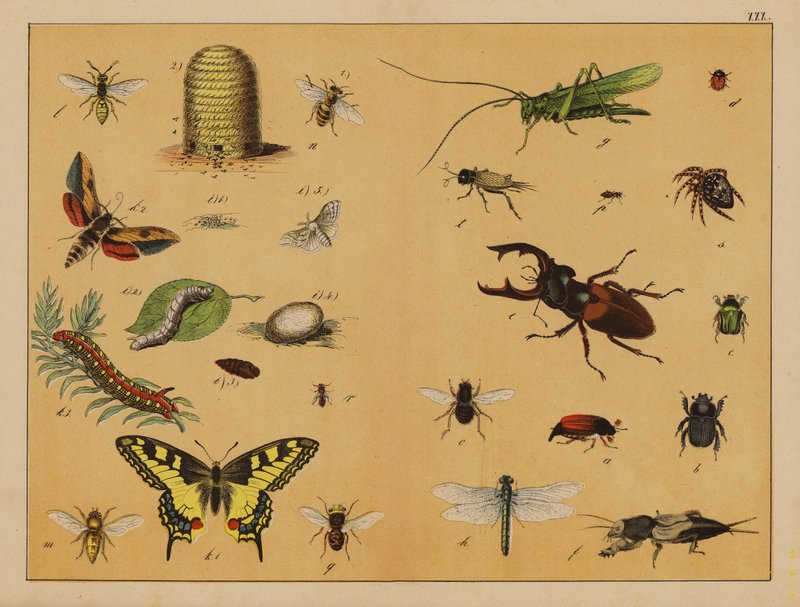 Owady (litografia kolorowa) autorstwa (after) German School