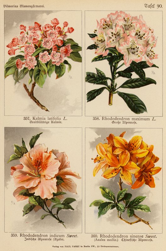 Kalmia Latifolia, Rhododendron Maximum, Rhododendron Indicum, Rhododendron Sinense (kolorowa litografia) autorstwa (after) German School