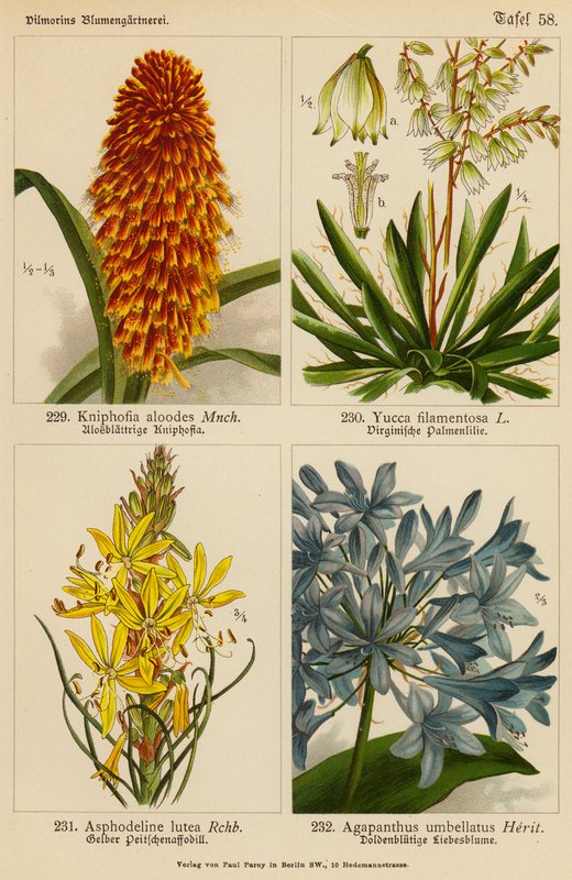 Kniphofia Aloodes, Yucca Filamentosa, Asphodeline Lutea, Agapanthus Umbellatus (kolorowa litografia) autorstwa (after) German School