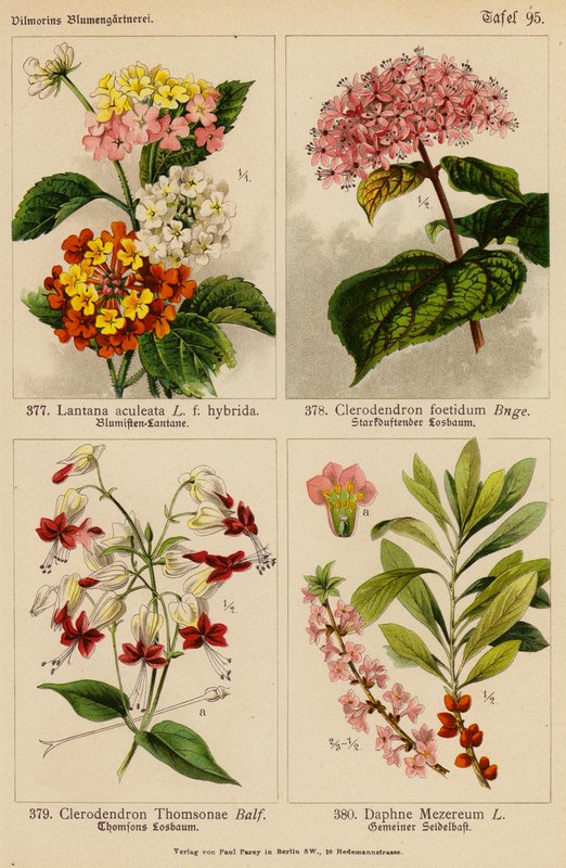 Lantana Aculeata, Clerodendron Foetidum, Clerodendron Thomsonae, Daphne Mezereum (litografia kolorowa) autorstwa (after) German School