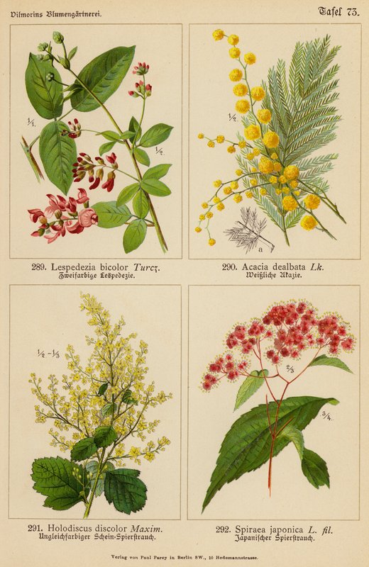 Lespedezia Bicolor, Acacia Dealbata, Holodiscus Discolor, Spiraea Japonica (kolorowa litografia) autorstwa (after) German School