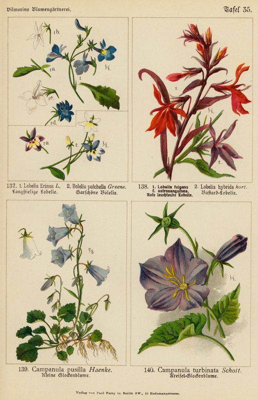 Lobelia Erinus, Bolelia Pulchella, Lobelia Fulgens, Lobelia Hybrida, Campanula Pusilla, Campanula Turbinata (kolor lito) autorstwa (after) German School