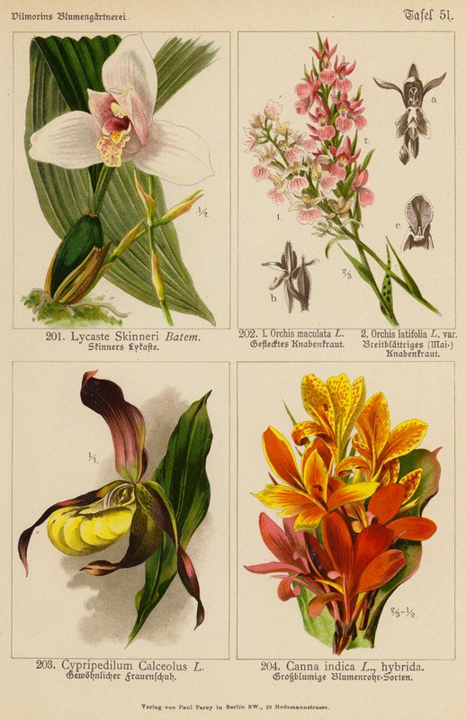 Lycaste Skinneri, Orchis Maculata, Orchis Latifolia, Cypripedilum Calceolus, Canna Indica (kolor lito) autorstwa (after) German School