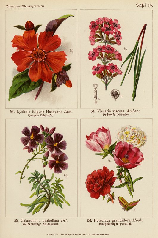 Lychnis Fulgens Haageana, Viscaria Viscosa, Calandrinia Umbellata, Portulaca Grandiflora (kolorowa litografia) autorstwa (after) German School