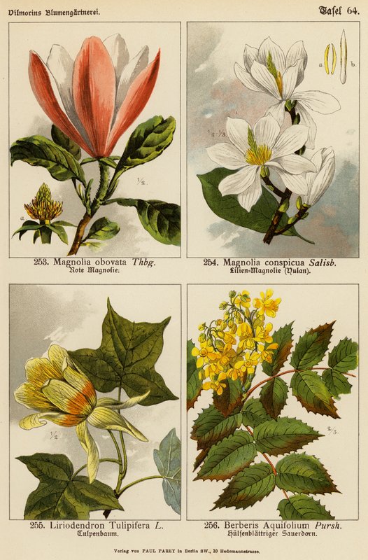 Magnolia Obovata, Magnolia Conspicua, Liriodendron Tulipifera, Berberis Aquifolium (kolor lito) autorstwa (after) German School