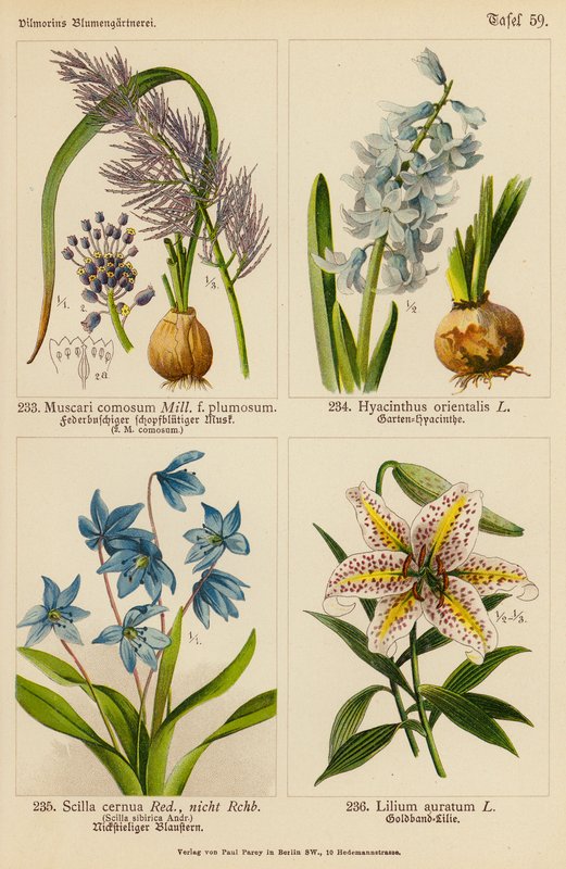 Muscari Comosum, Hyacinthus Orientalis, Scilla Cernua, Lilium Auratum (kolor lito) autorstwa (after) German School